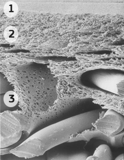Вид под микроскопом мембранного полотна